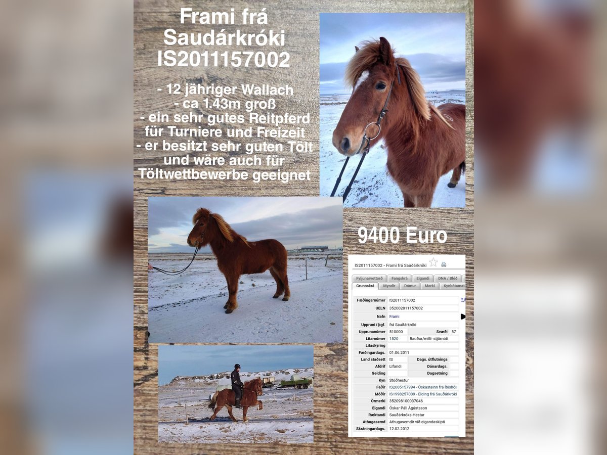 Icelandic Horse Gelding 13 years in Reykjavik