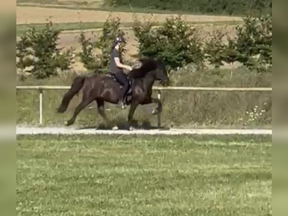 Icelandic Horse Gelding 14 years 13,2 hh Black in Fronreute