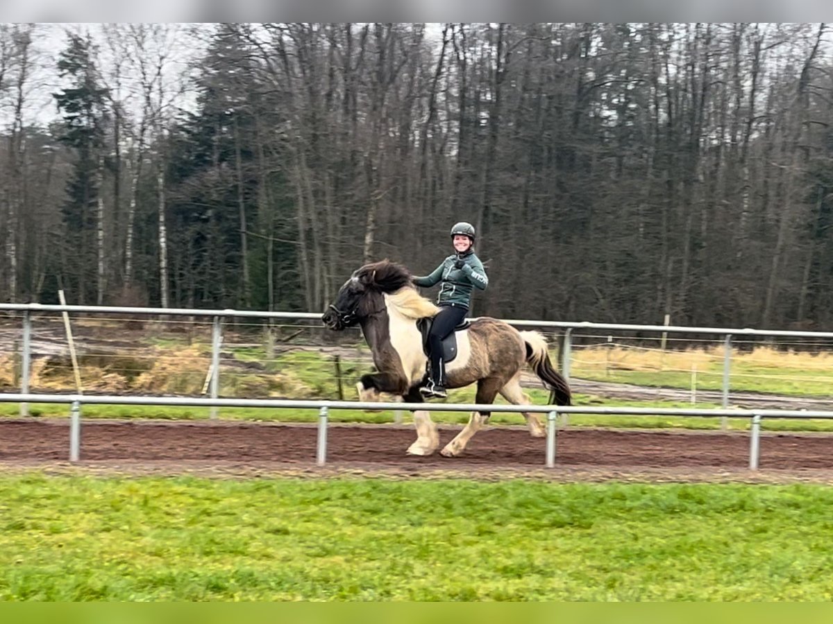 Icelandic Horse Gelding 14 years 13,2 hh Pinto in SoltauSoltau