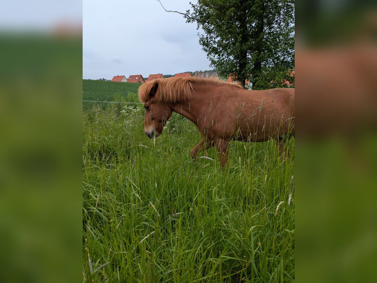 Icelandic Horse Gelding 14 years 13,2 hh Chestnut-Red in Hildesheim Icelandic Horse Gelding 14 years 13,2 hh Chestnut-Red in Hildesheim