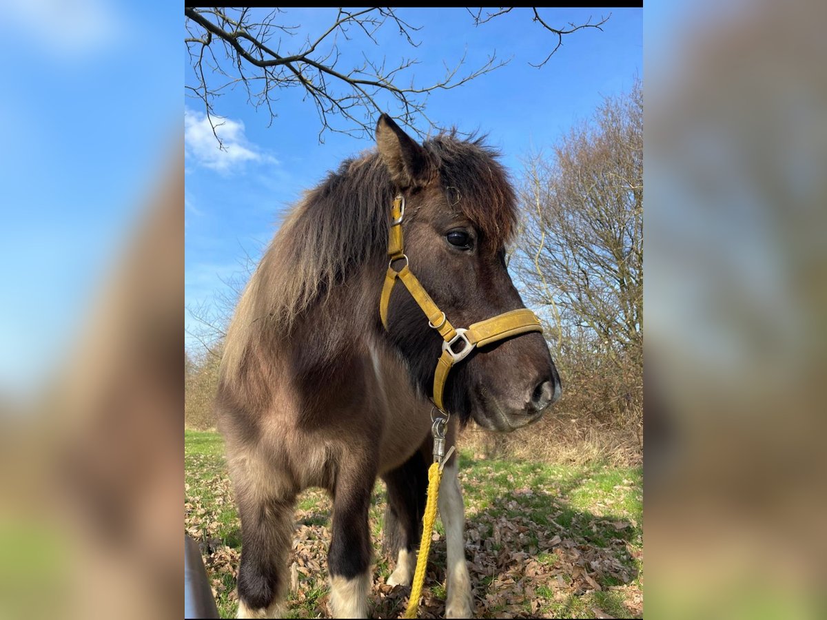 Icelandic Horse Gelding 14 years 13,2 hh Pinto in Moers