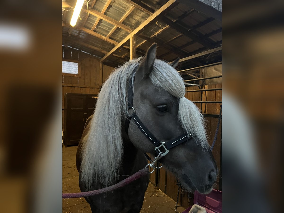 Icelandic Horse Gelding 14 years 13,3 hh in Ladendorf