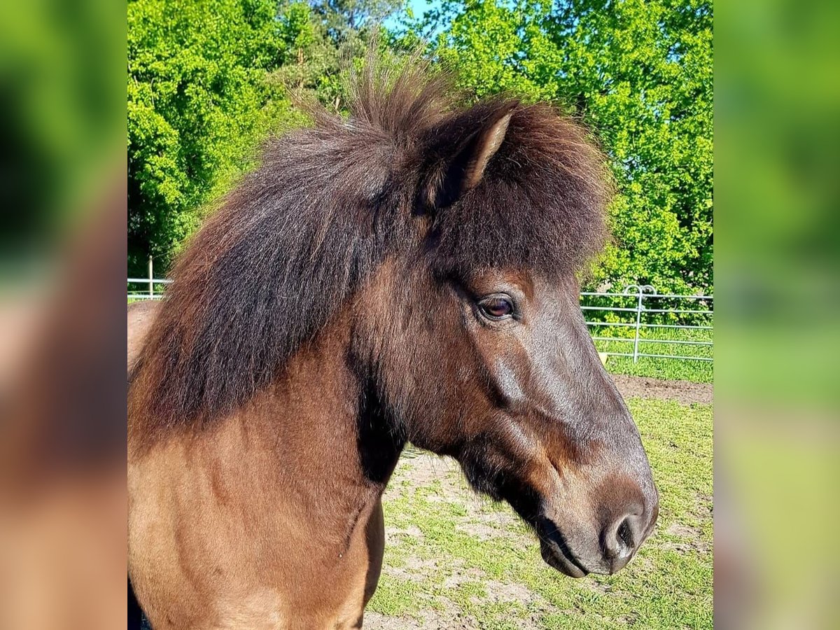 Icelandic Horse Gelding 14 years 14,1 hh Black in Saerbeck