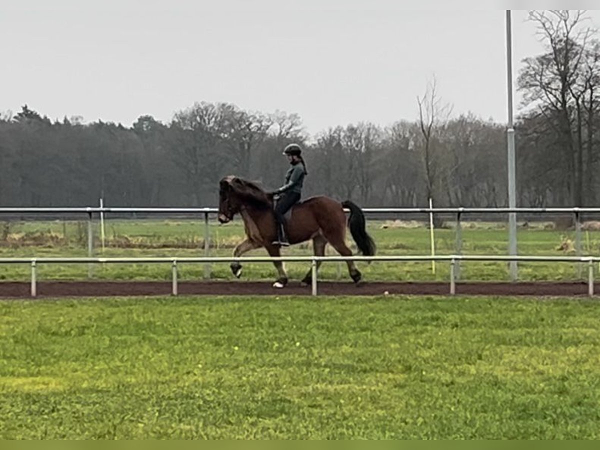 Icelandic Horse Gelding 14 years 14,1 hh Brown in Soltau