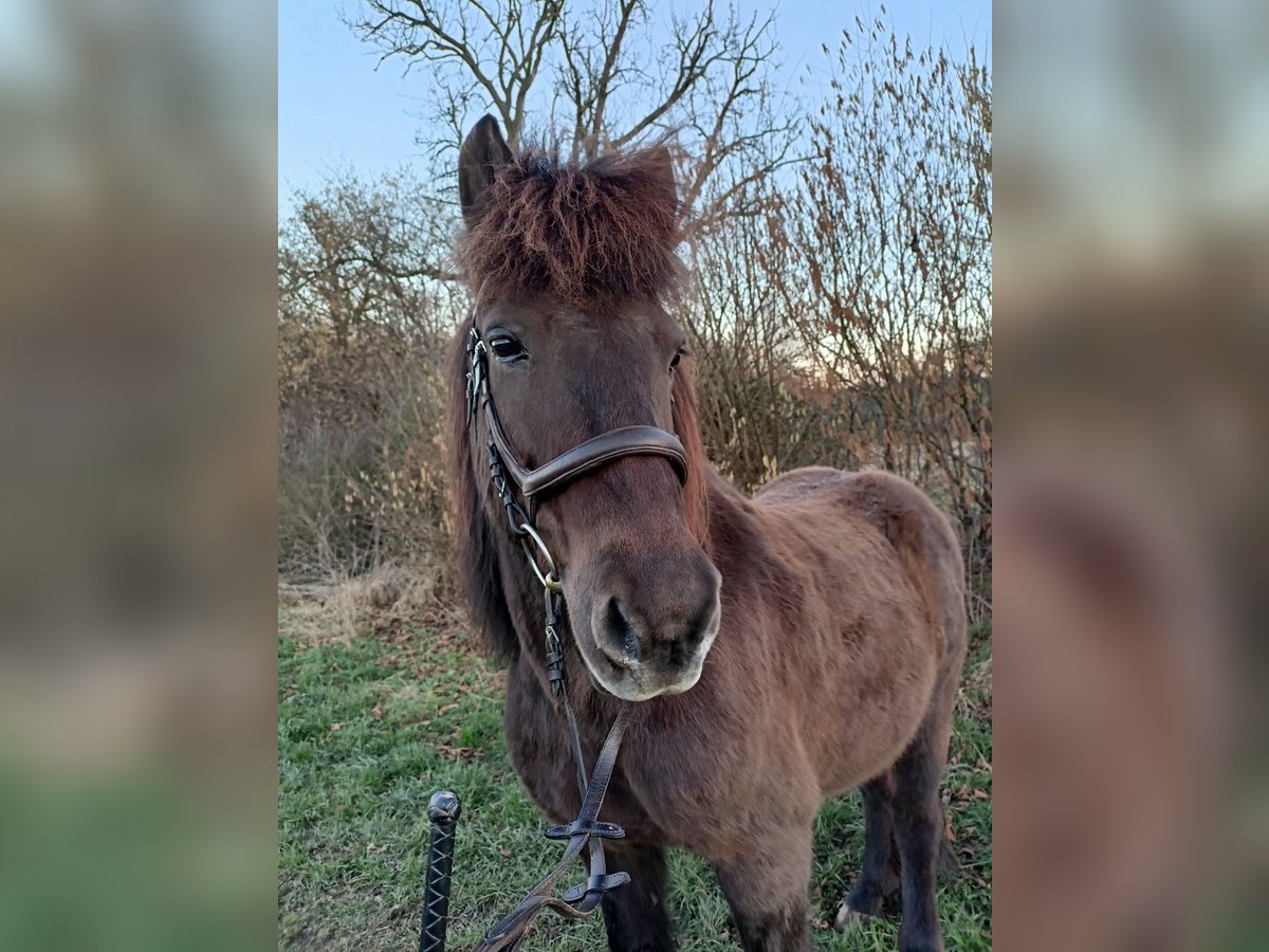 Icelandic Horse Mix Gelding 15 years 13,2 hh Bay-Dark in Swisttal