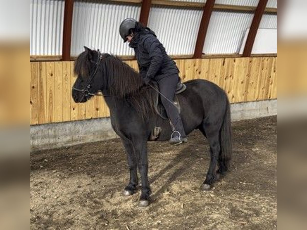 Icelandic Horse Gelding 15 years 13,2 hh Black in Schneverdingen