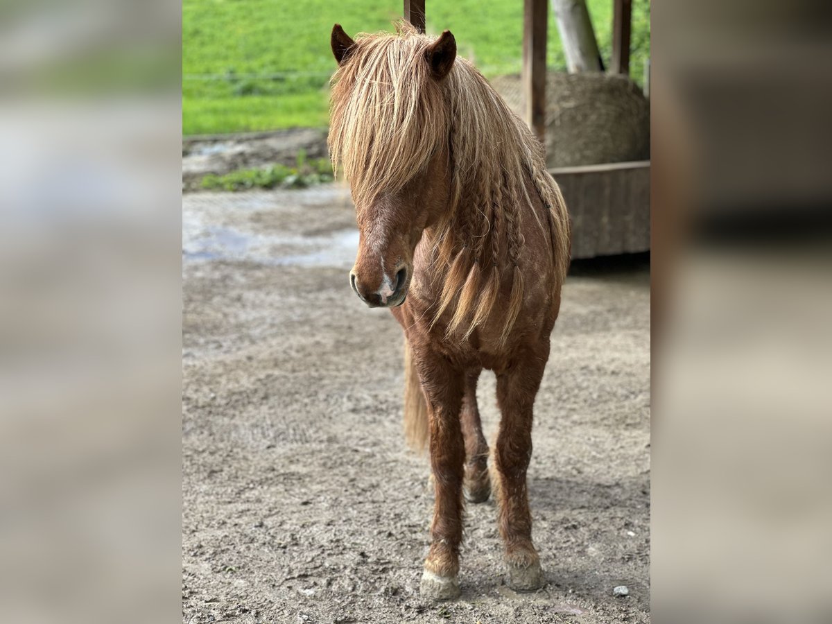 Icelandic Horse Gelding 15 years 13,2 hh Chestnut-Red in Wingst