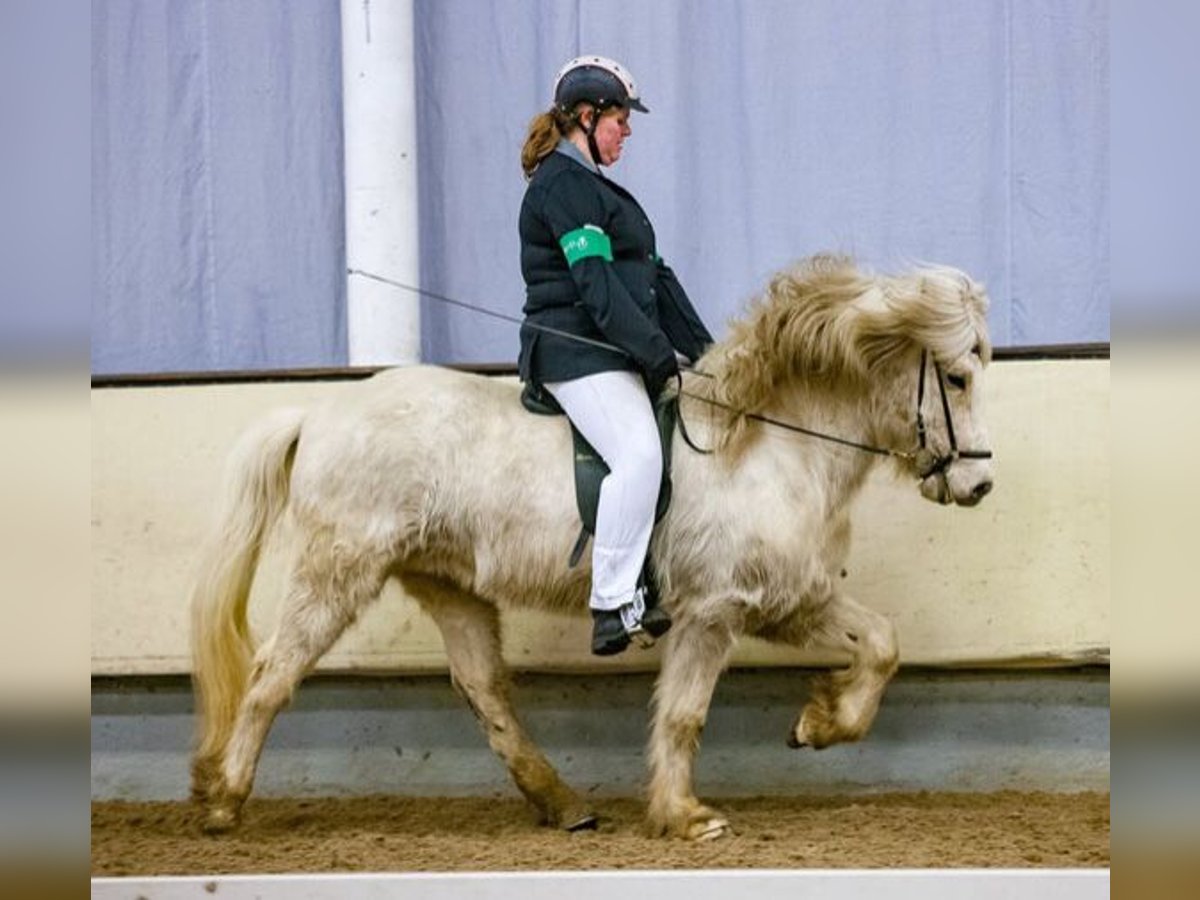 Icelandic Horse Gelding 15 years 13,2 hh White in Vreden