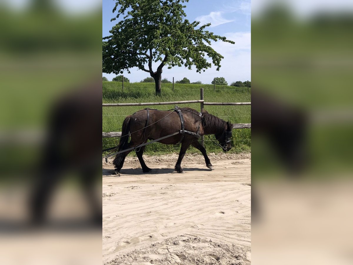 Icelandic Horse Gelding 15 years 13,1 hh Black in Zaberfeld