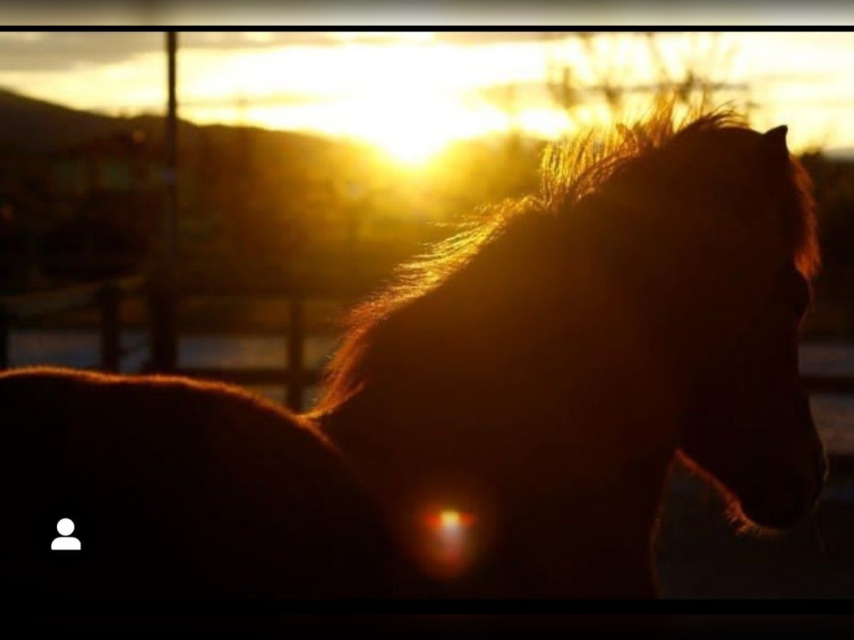 Icelandic Horse Gelding 15 years 13,3 hh Chestnut-Red in Söding Icelandic Horse Gelding 15 years 13,3 hh Chestnut-Red in Söding