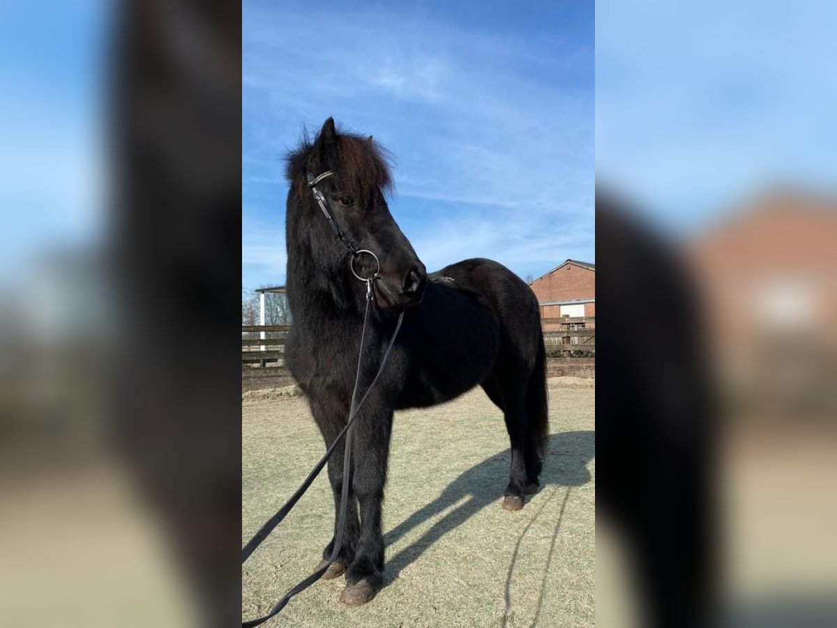 Icelandic Horse Gelding 16 years 13,1 hh Smoky-Black in Oosteind