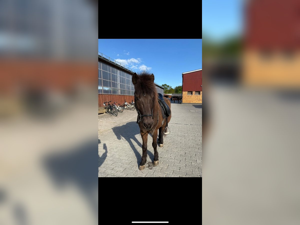 Icelandic Horse Gelding 16 years 13,2 hh Black in Söhrewald Icelandic Horse Gelding 16 years 13,2 hh Black in Söhrewald