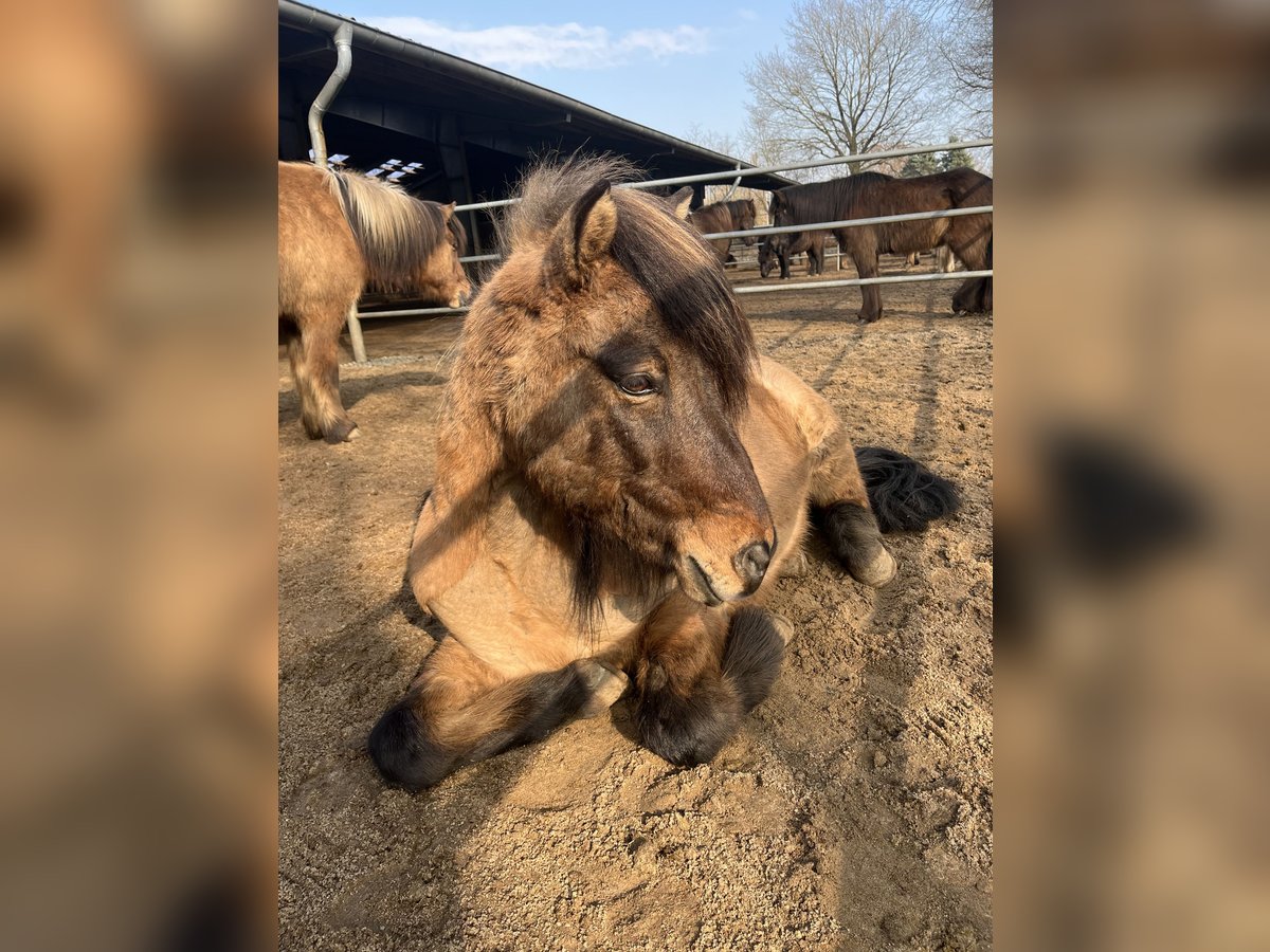 Icelandic Horse Gelding 16 years 13,3 hh Dun in Siek