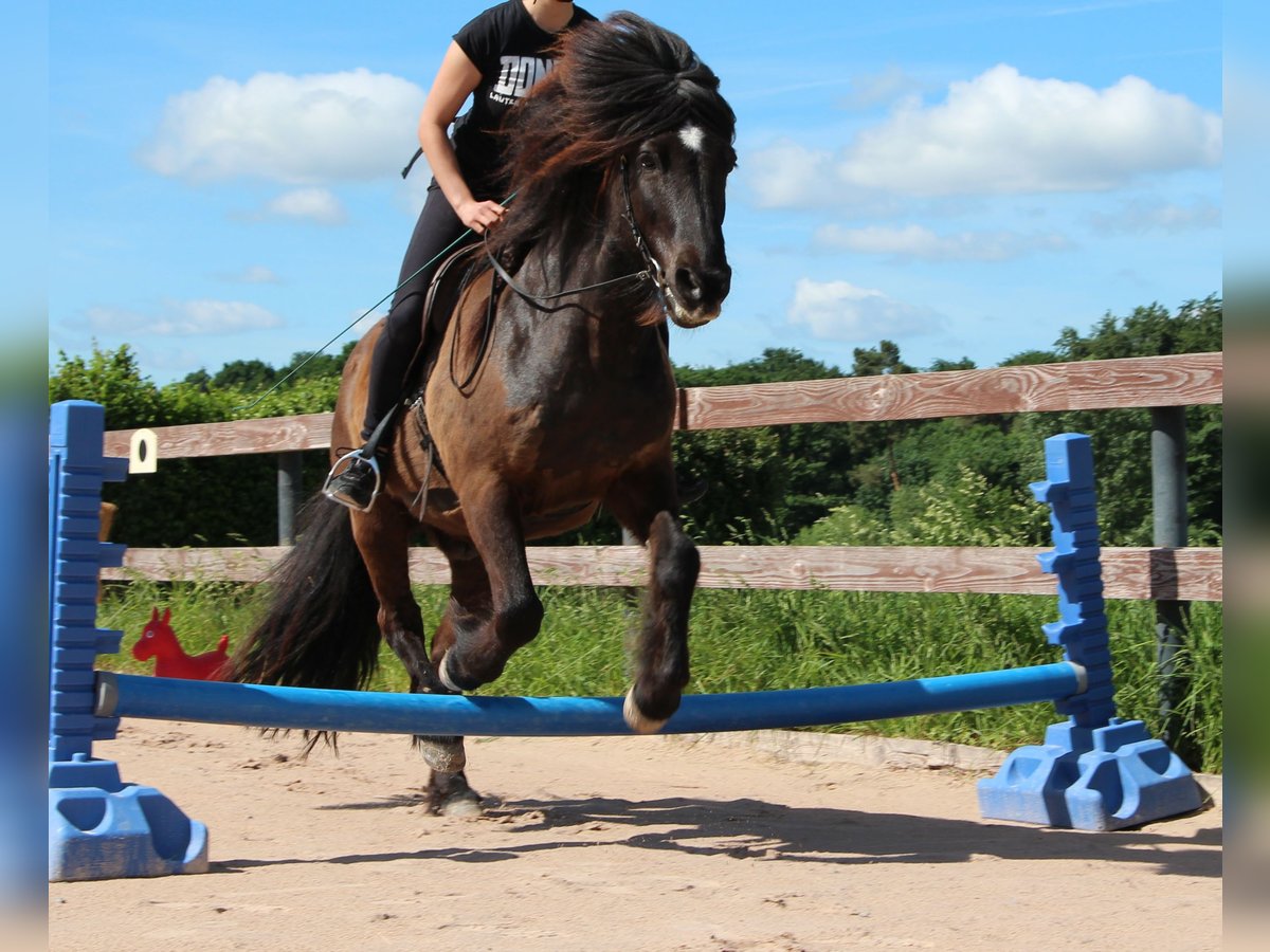 Icelandic Horse Gelding 16 years 14 hh Black in Alth&#xFC;tte
