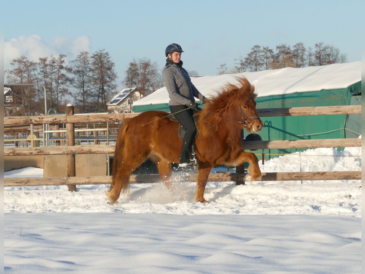 Icelandic Horse Gelding 16 years 14 hh Chestnut-Red in Euskirchen