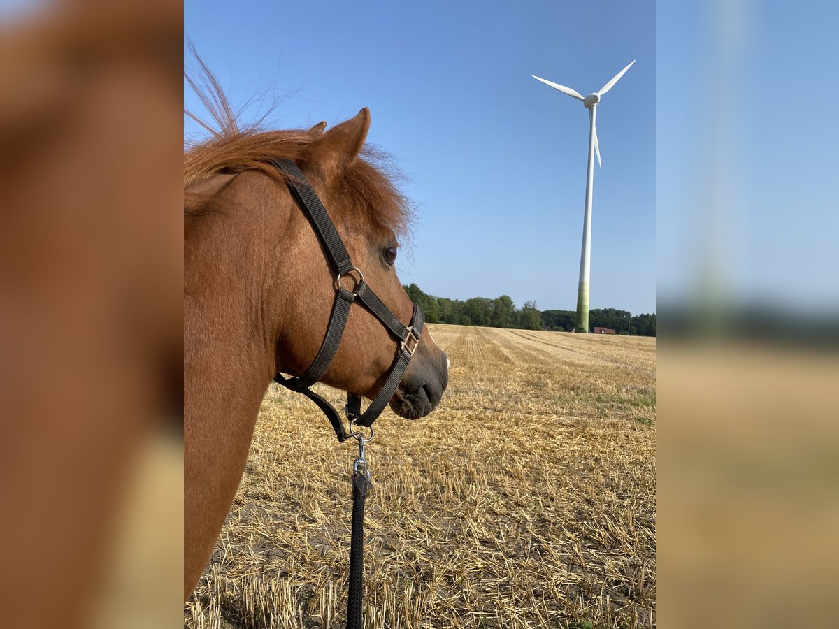 Icelandic Horse Mix Gelding 16 years 14 hh Chestnut-Red in Warendorf