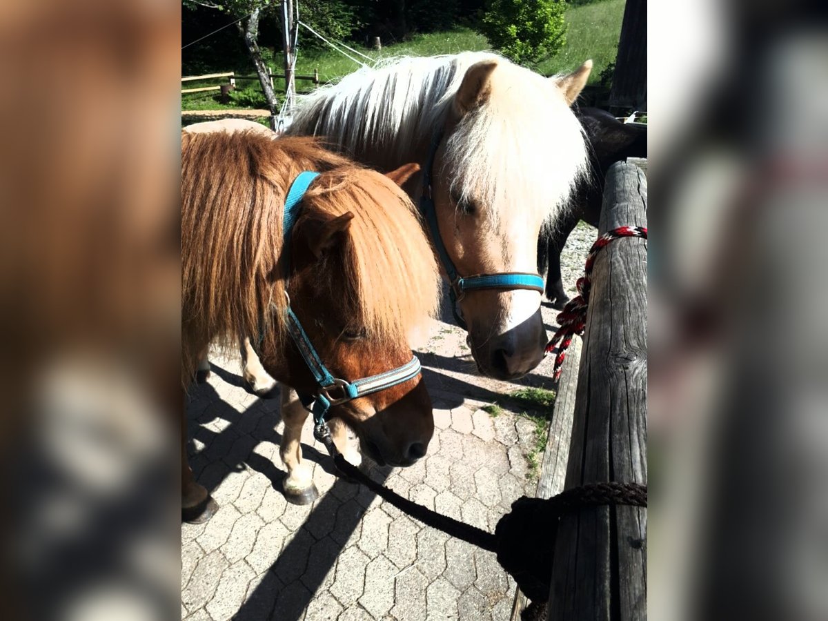 Icelandic Horse Gelding 16 years 14 hh in Mühlenbach