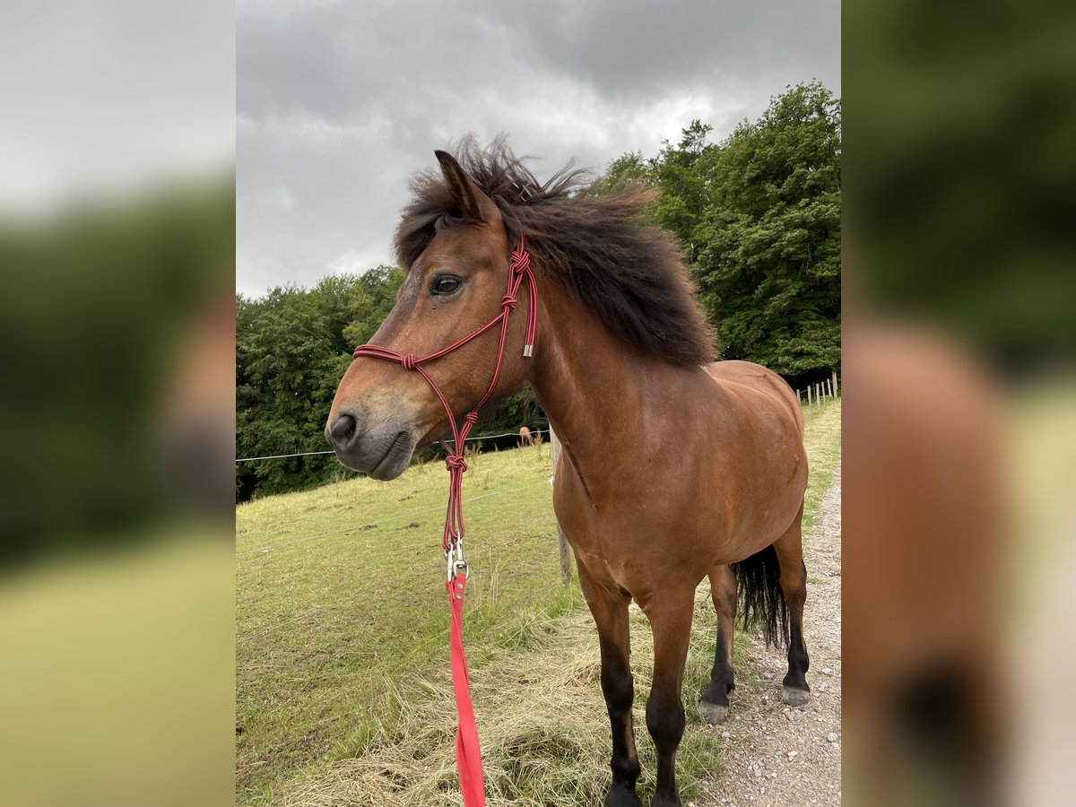 Icelandic Horse Gelding 16 years in Altrip