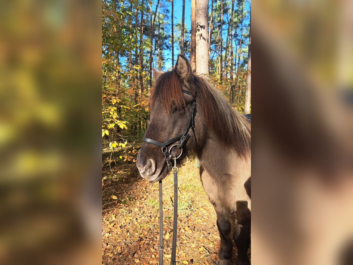 Icelandic Horse Gelding 17 years 13,2 hh Dun in Beelitz