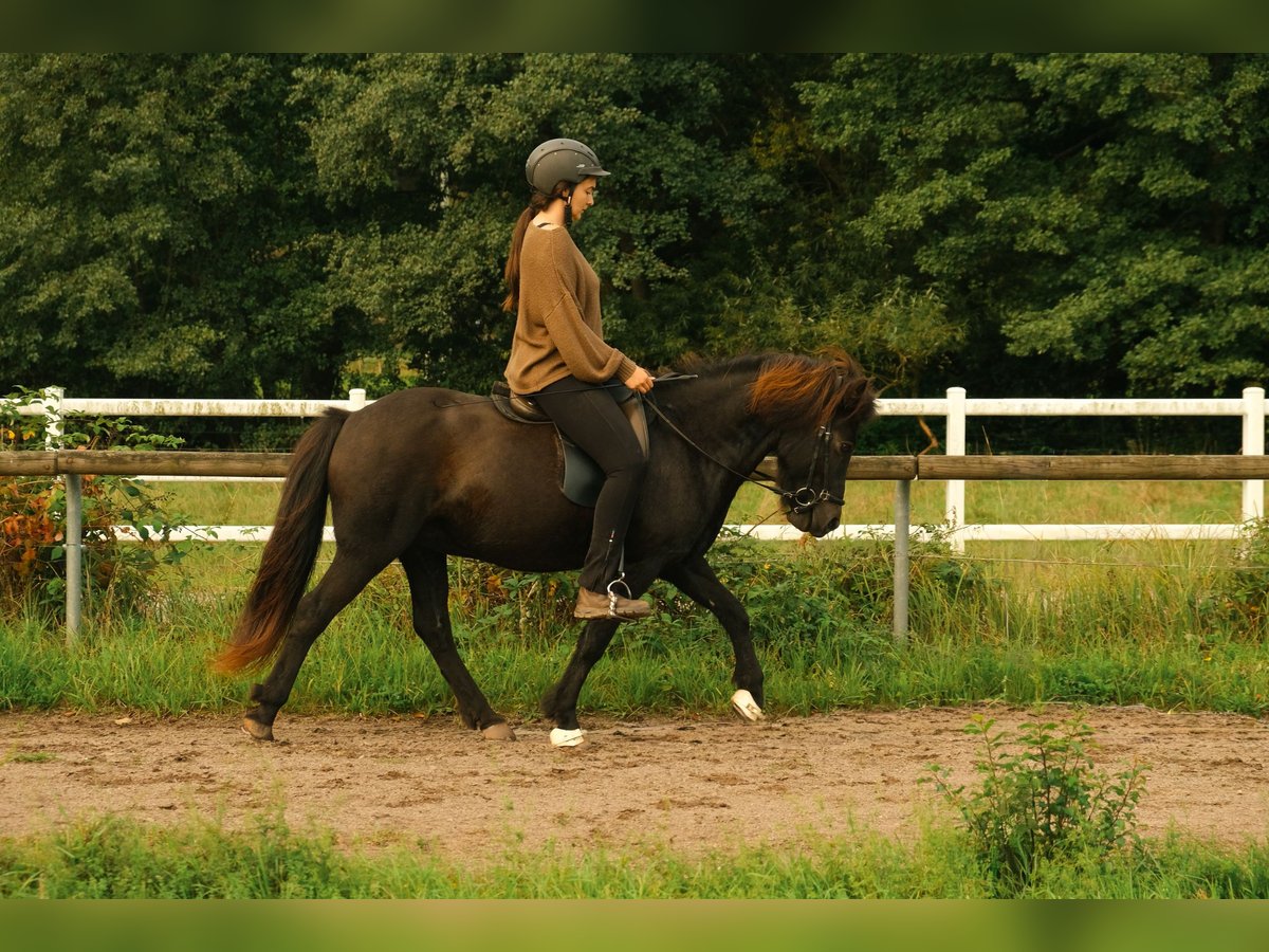 Icelandic Horse Gelding 17 years 13,2 hh Black in Eu&#xDF;erthal