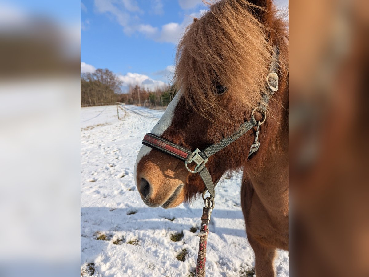 Icelandic Horse Gelding 17 years 13,2 hh Chestnut in Langerwisch (Michendorf)