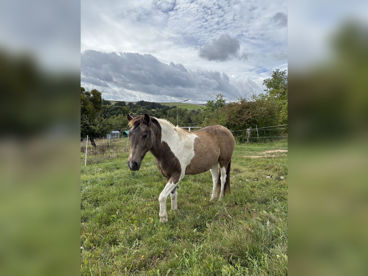 Icelandic Horse Mix Gelding 18 years 11,2 hh Pinto in Brombachtal