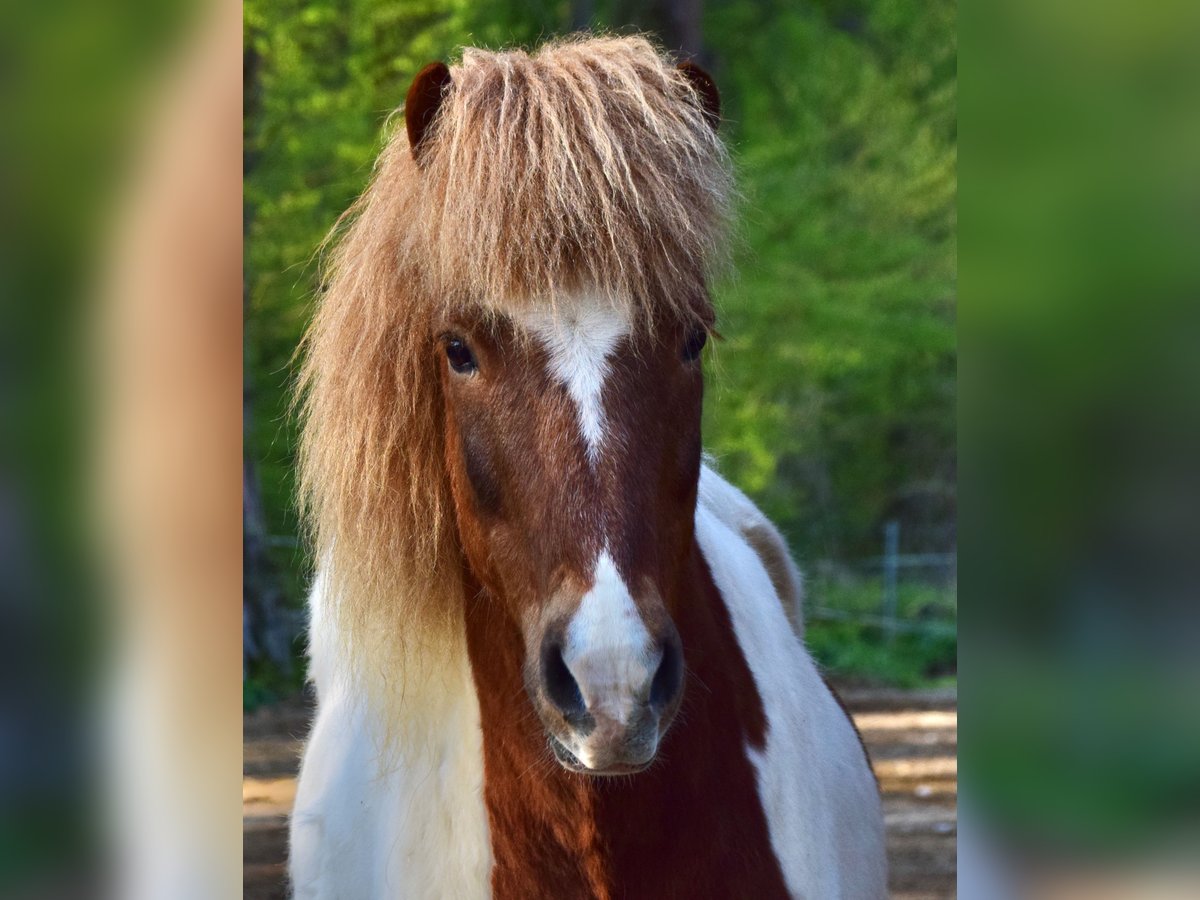 Icelandic Horse Gelding 18 years 13,2 hh Pinto in Kaufungen Icelandic Horse Gelding 18 years 13,2 hh Pinto in Kaufungen