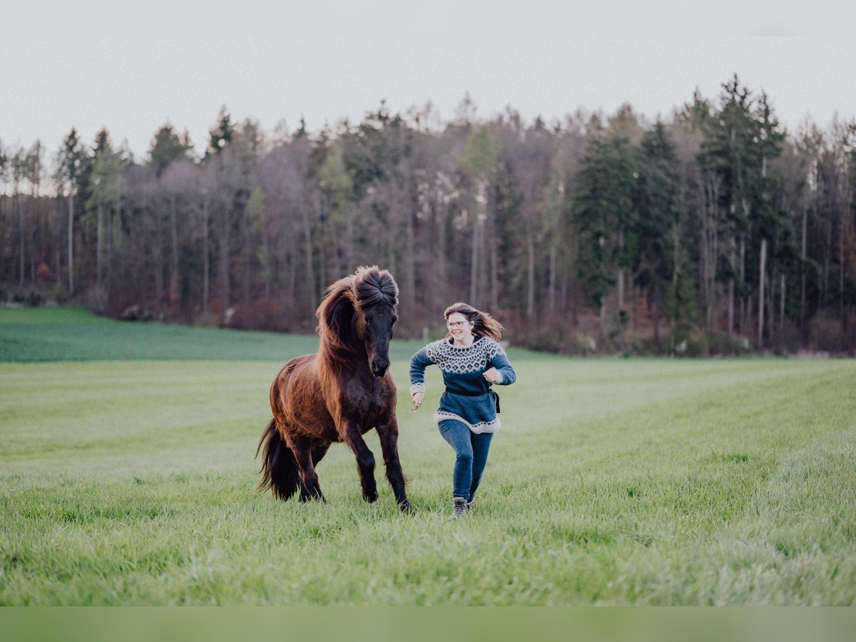 Icelandic Horse Gelding 18 years 14 hh Brown in Lauingen (Donau)