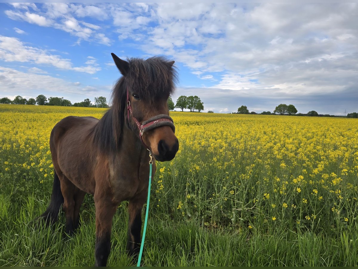 Icelandic Horse Gelding 18 years 14 hh Brown in Neustadt am R&#xFC;benberge
