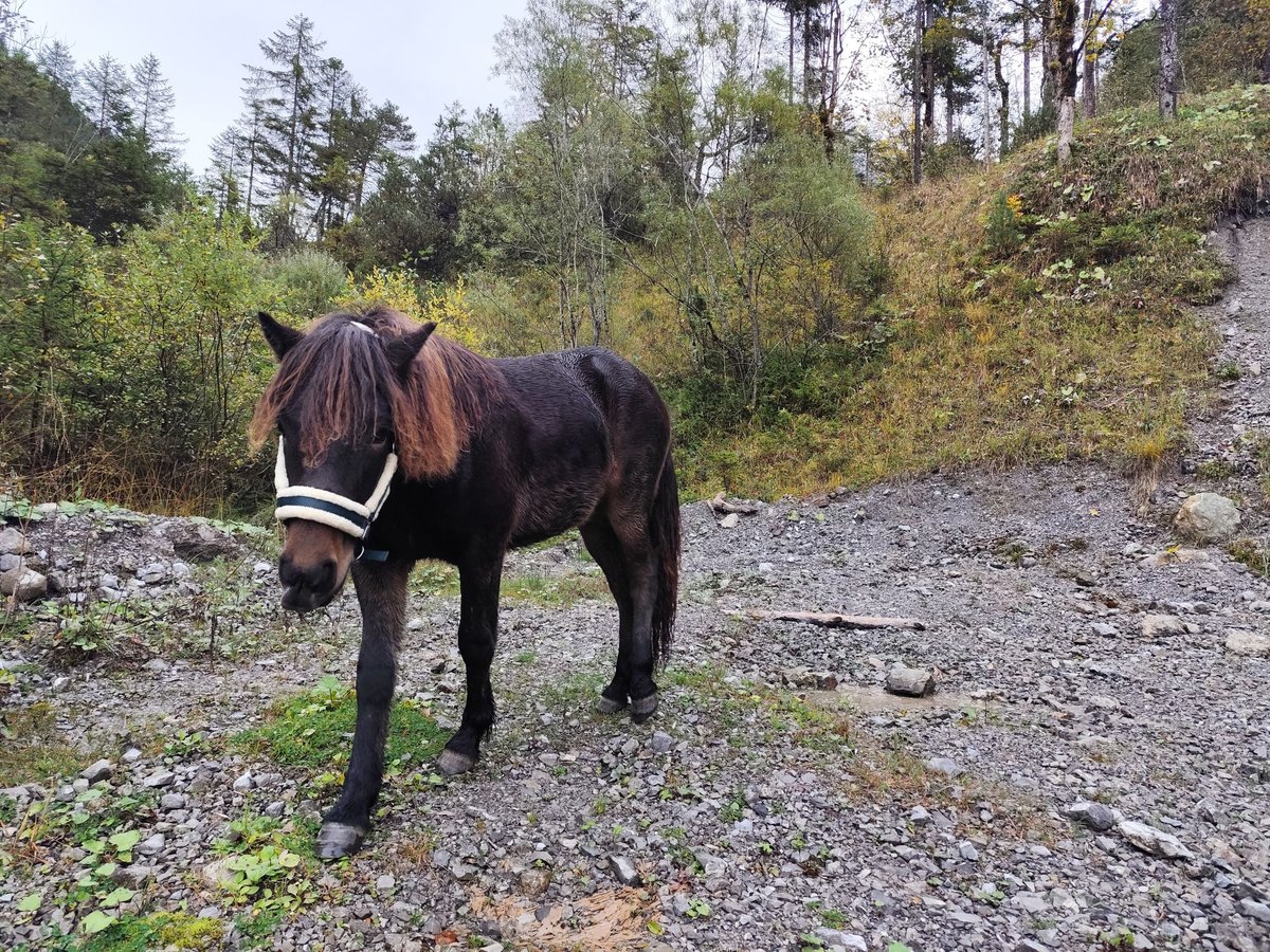 Icelandic Horse Mix Gelding 1 year Brown in Th&#xFC;ringerberg