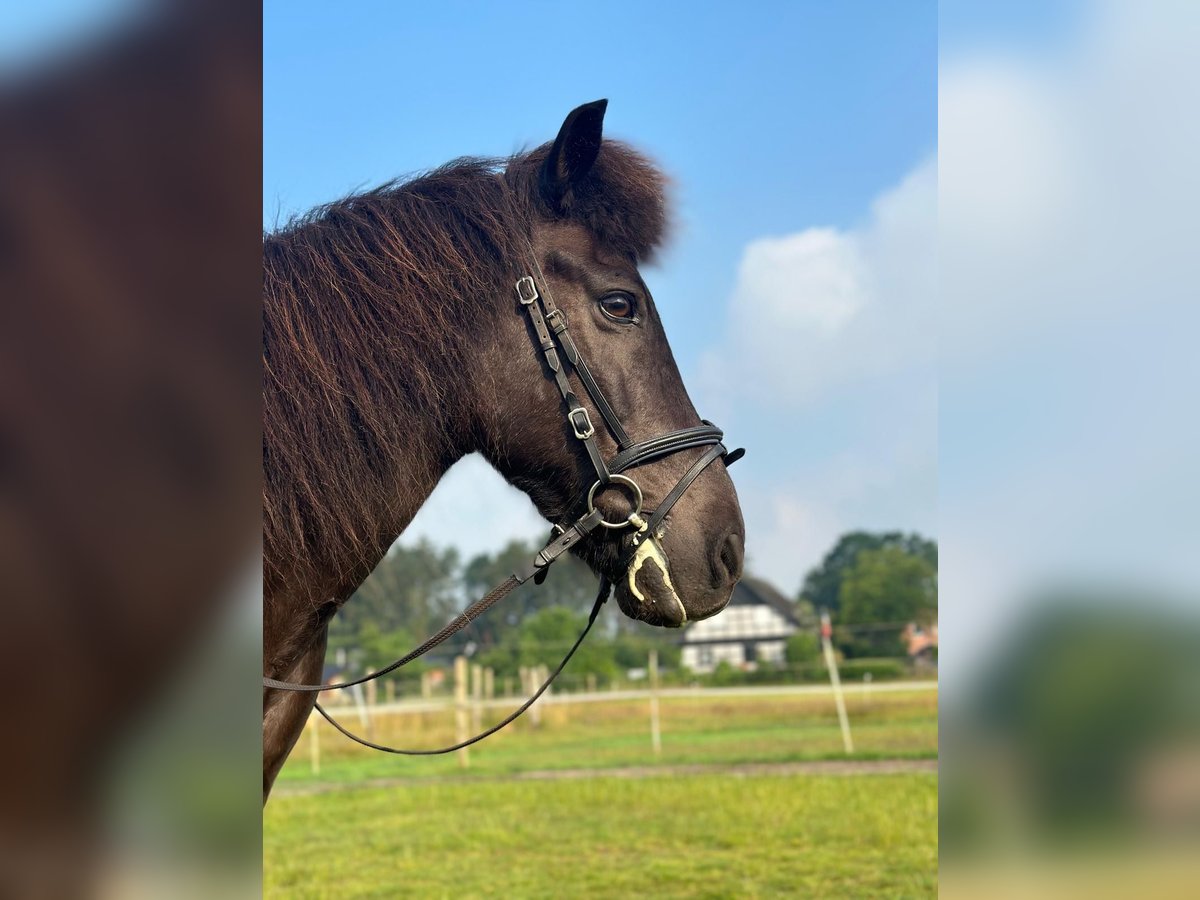 Icelandic Horse Gelding 20 years 13,3 hh Dun in Kayhude