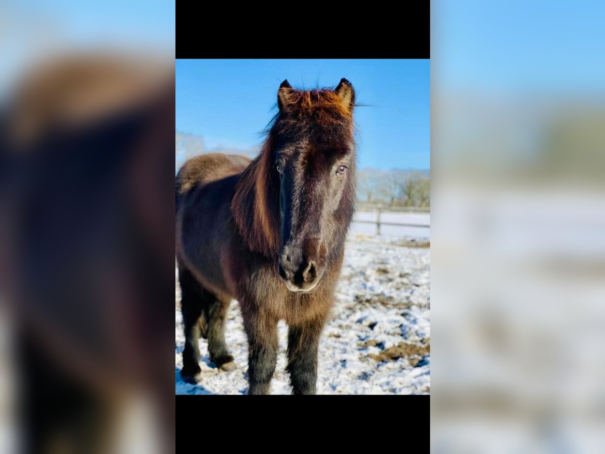 Icelandic Horse Gelding 20 years 13,3 hh Dun in Kayhude