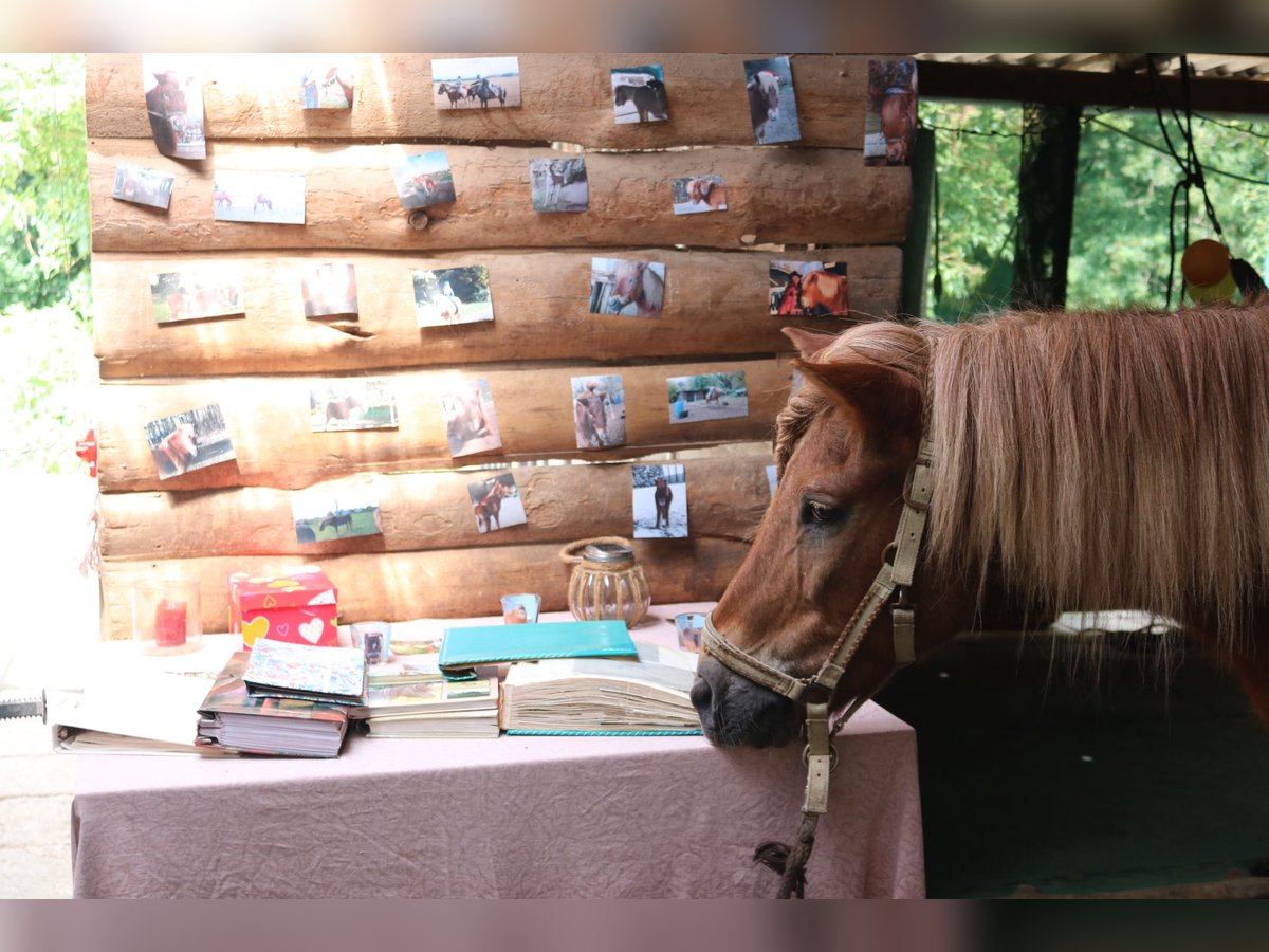 Icelandic Horse Gelding 20 years in Seefeld