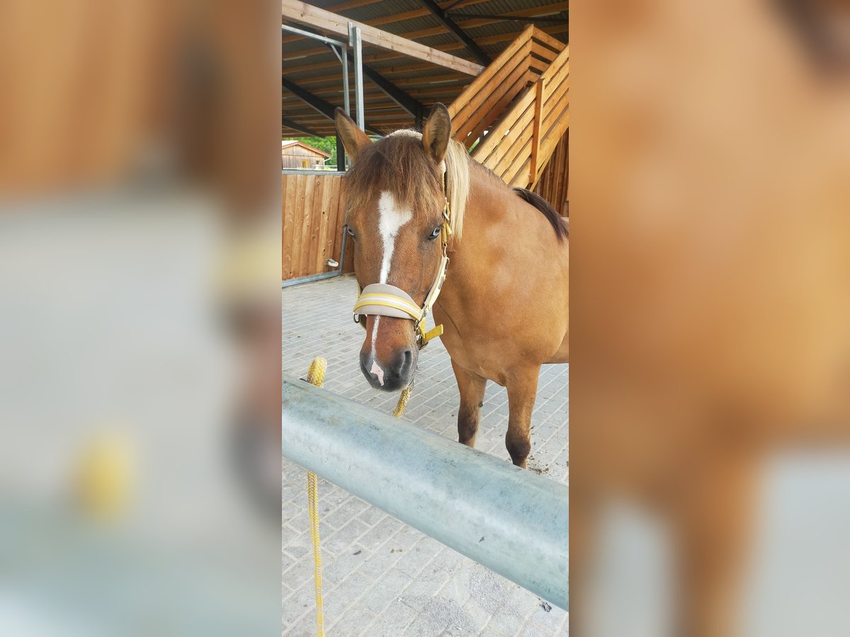 Icelandic Horse Gelding 21 years 13,1 hh Dun in Biebergem&#xFC;nd