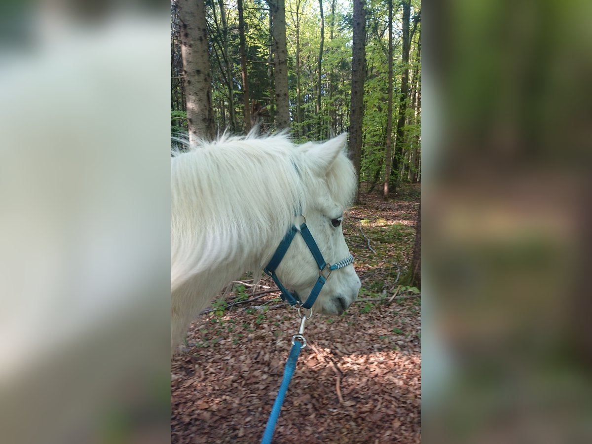 Icelandic Horse Gelding 22 years 13 hh Grey in Gauting