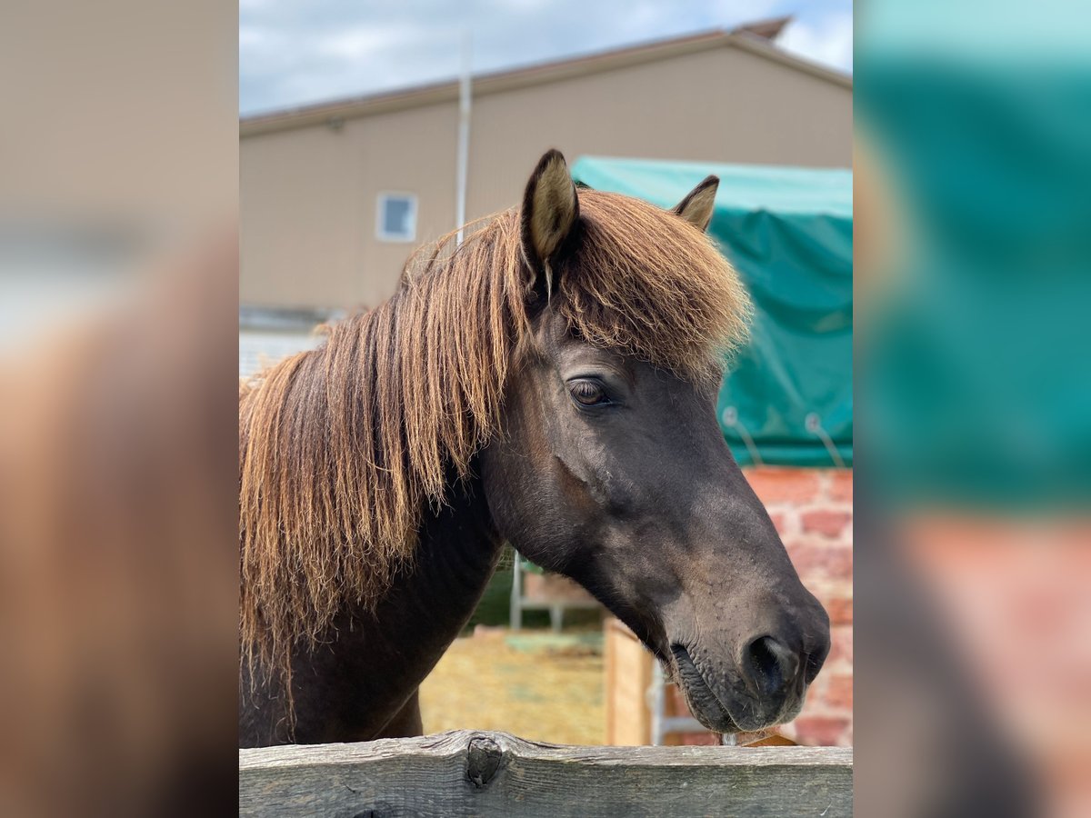 Icelandic Horse Gelding 23 years 13 hh Smoky-Black in Rainau