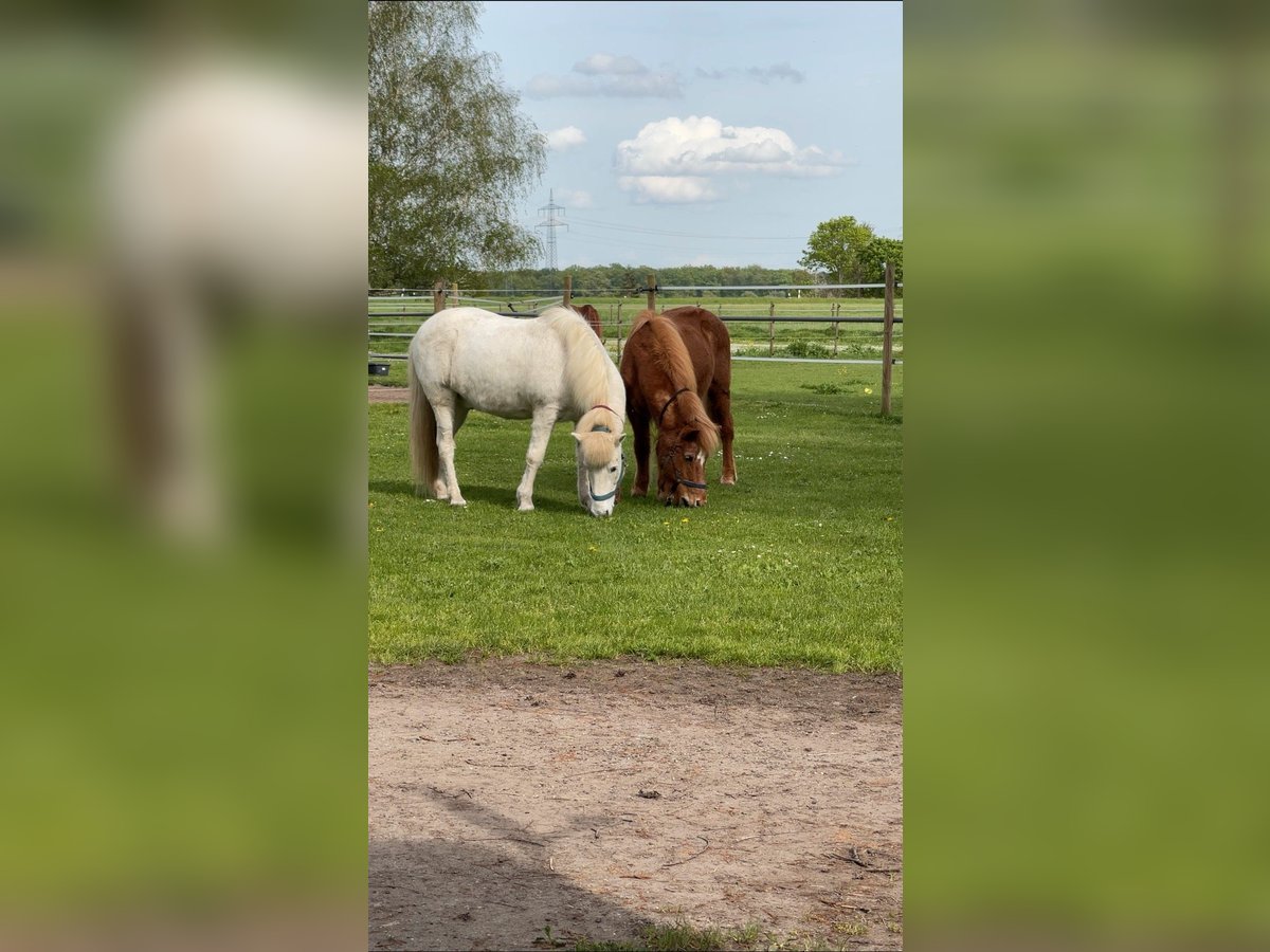 Icelandic Horse Gelding 23 years Gray in Hambrücken