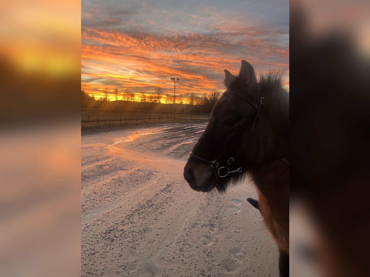 Icelandic Horse Gelding 24 years 13,2 hh Chestnut in Feldkirchen-Westerham