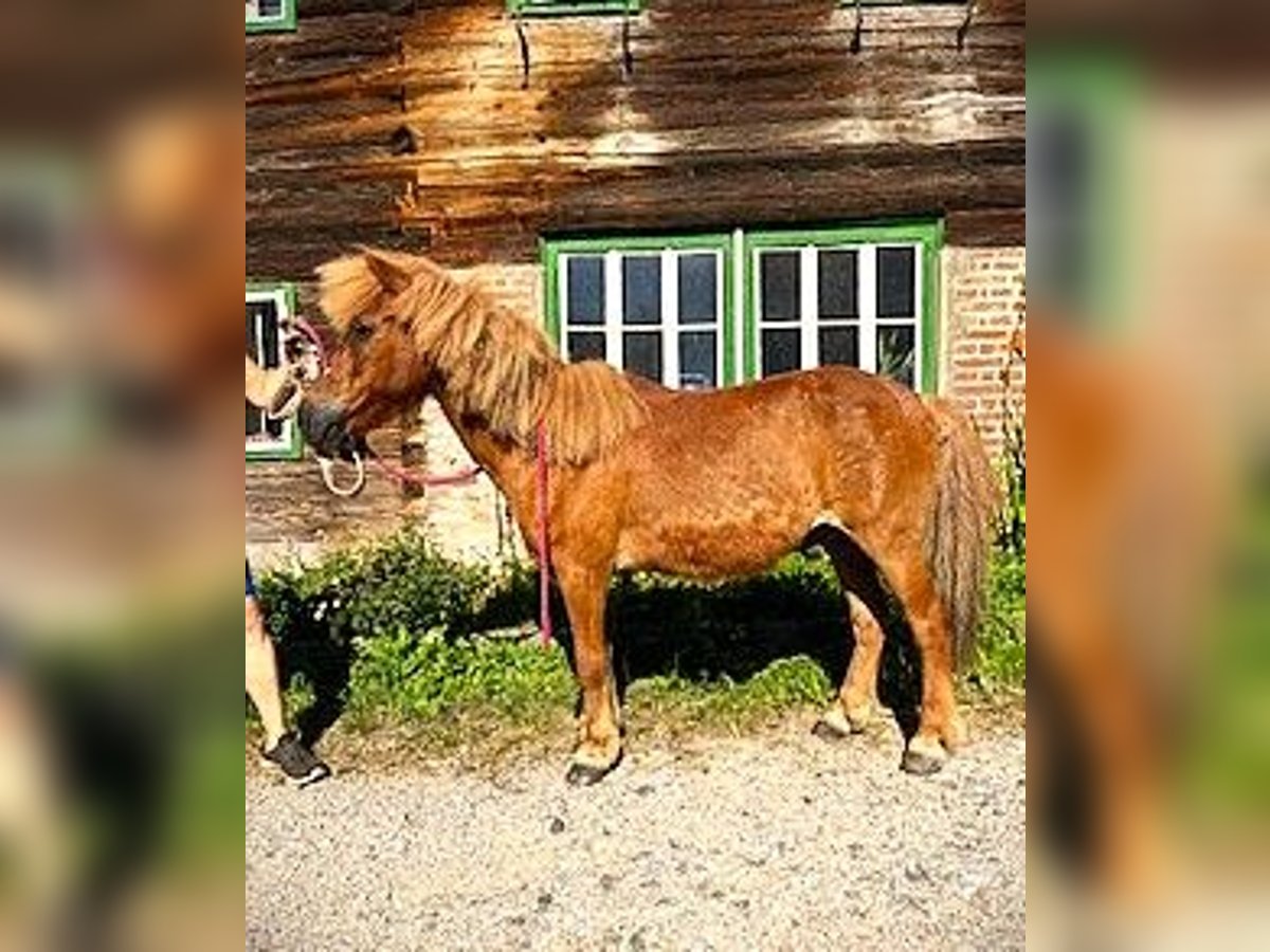 Icelandic Horse Mix Gelding 25 years 11,2 hh Chestnut-Red in Pramet