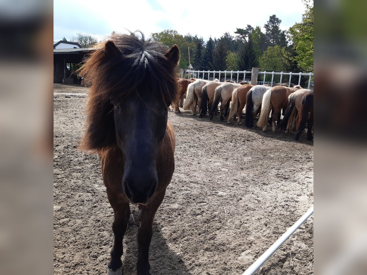 Icelandic Horse Gelding 25 years 13,1 hh Black in Beelitz