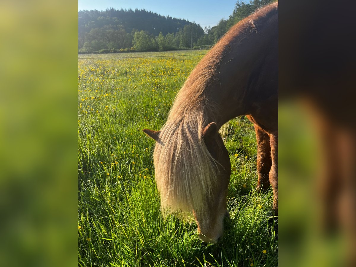 Icelandic Horse Gelding 26 years 14,2 hh Chestnut-Red in Landau Icelandic Horse Gelding 26 years 14,2 hh Chestnut-Red in Landau