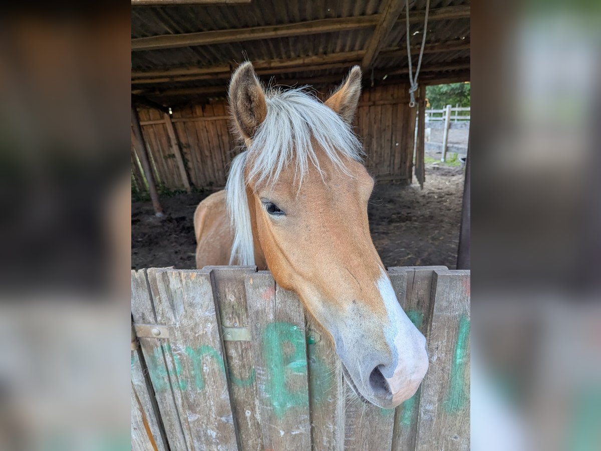 Icelandic Horse Gelding 2 years 12,2 hh in midlum Icelandic Horse Gelding 2 years 12,2 hh in midlum