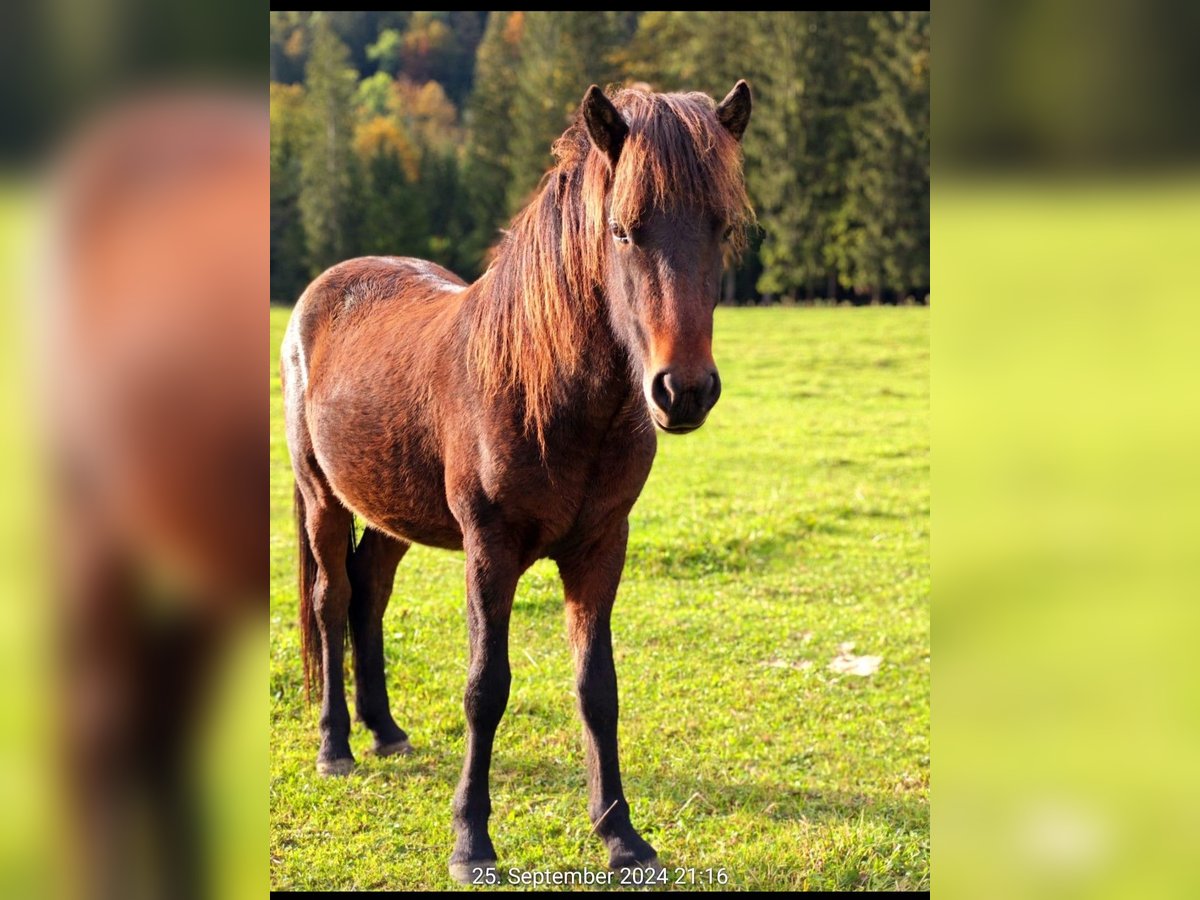 Icelandic Horse Gelding 2 years 13,2 hh Bay-Dark in Chieming