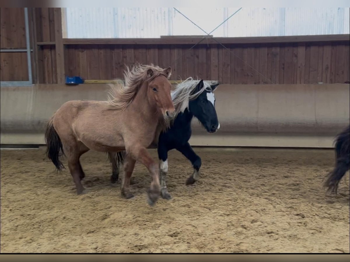 Icelandic Horse Gelding 2 years 13,2 hh Dun in Fronreute