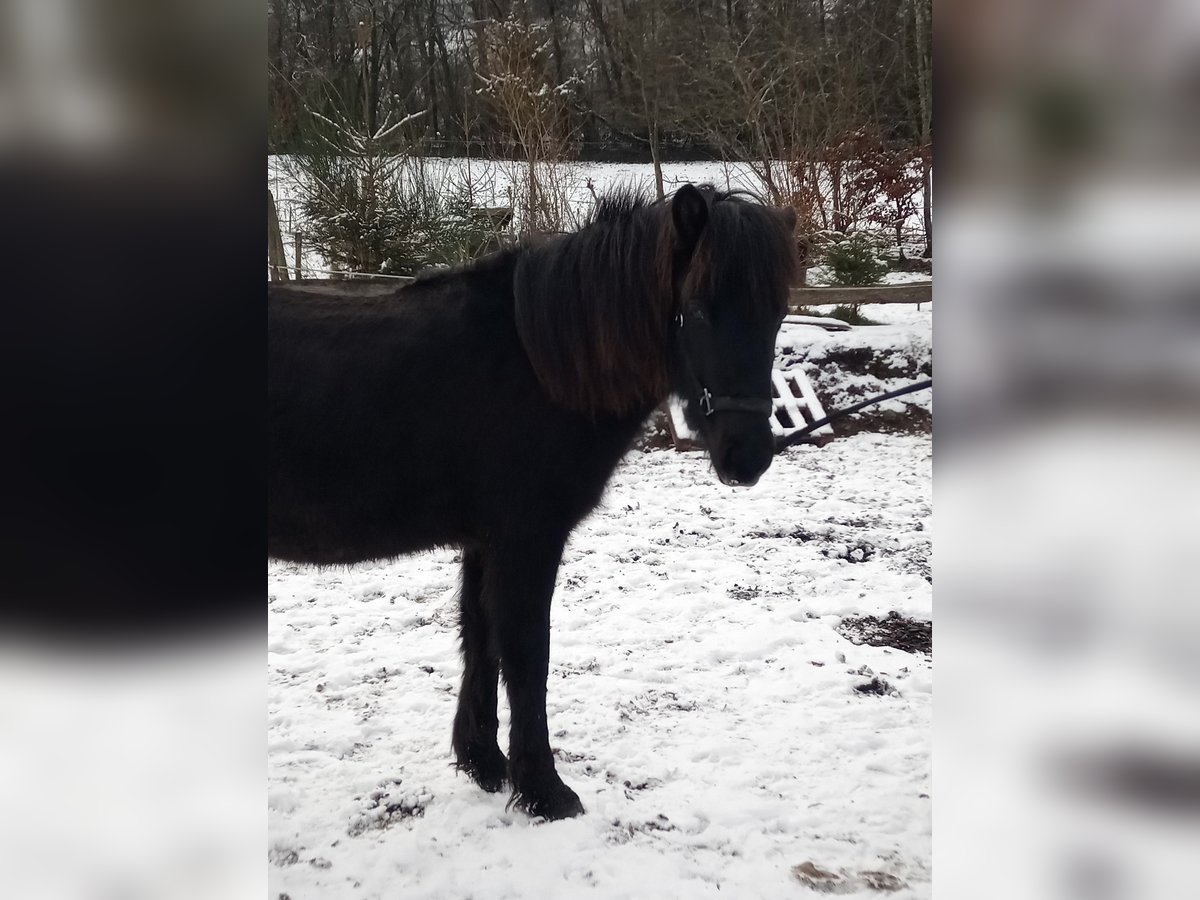 Icelandic Horse Gelding 2 years 13,3 hh Roan-Blue in Lampaden