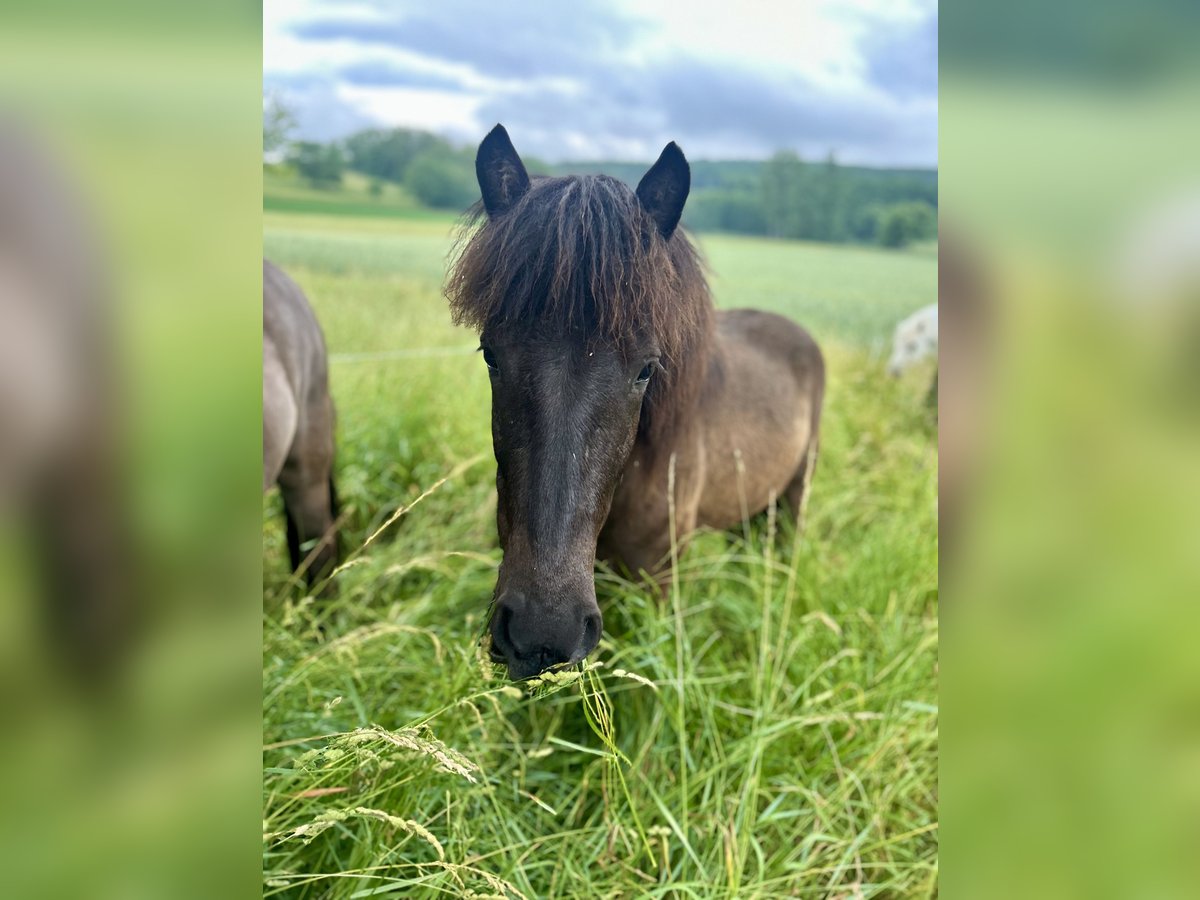 Icelandic Horse Gelding 2 years 13,1 hh Black in Zinswiller