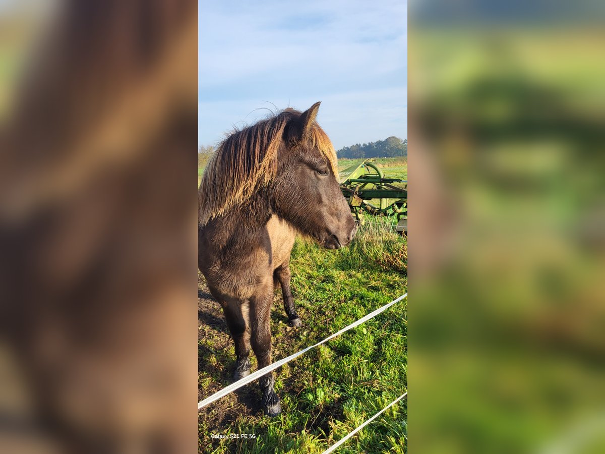 Icelandic Horse Gelding 2 years 14,1 hh in Mildam