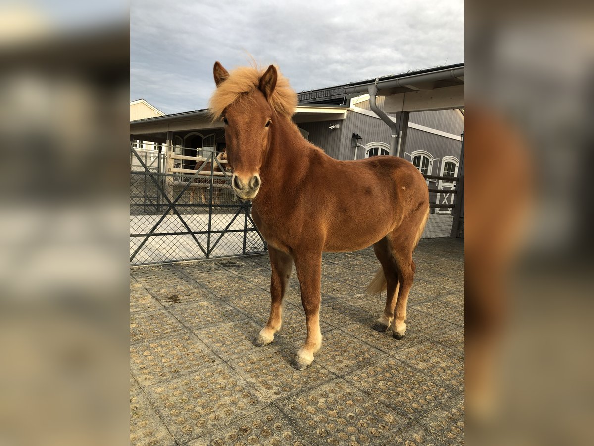 Icelandic Horse Gelding 2 years 14 hh Chestnut-Red in Diersbach Icelandic Horse Gelding 2 years 14 hh Chestnut-Red in Diersbach