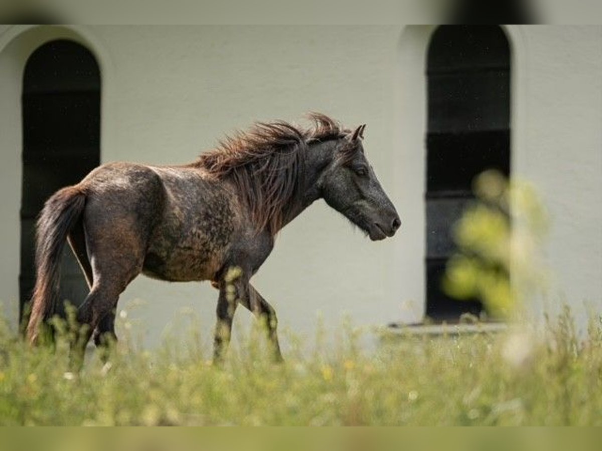 Icelandic Horse Gelding 2 years 14 hh Grey-Dark-Tan in Kirchbichl