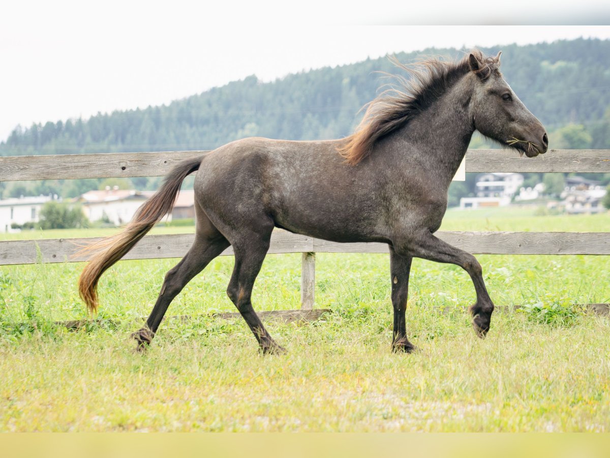 Icelandic Horse Gelding 2 years 14 hh Grey-Dark-Tan in Kirchbichl